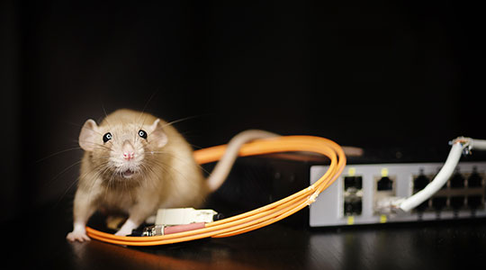 What's in Your Network? Multiple Threat Actors Found in Single Victim Environment